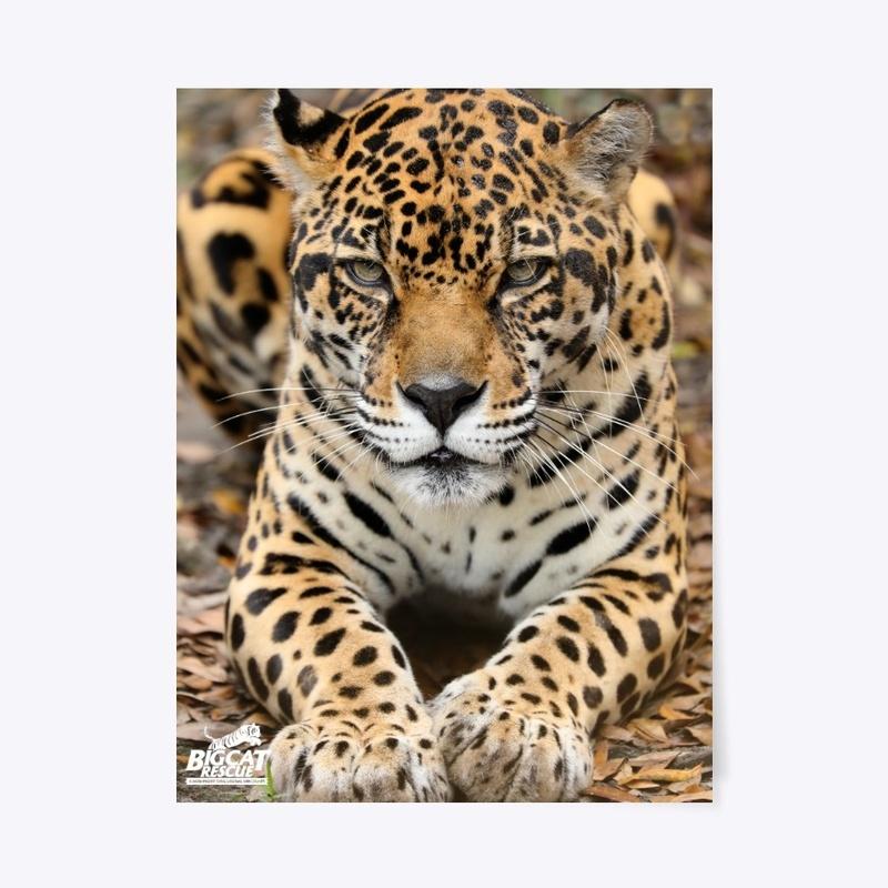 Picture Perfect Manny Jaguar