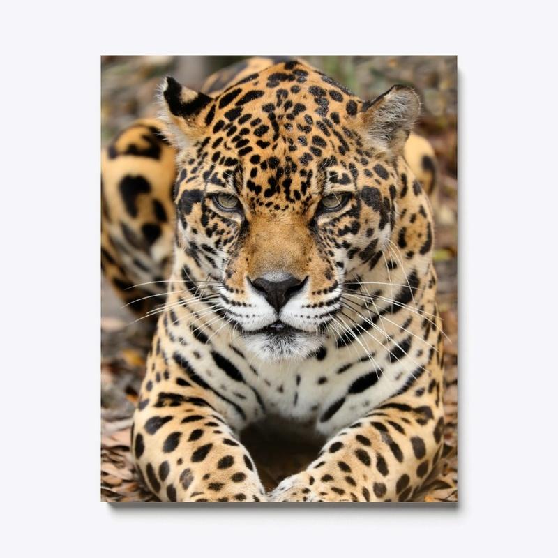 Picture Perfect Manny Jaguar