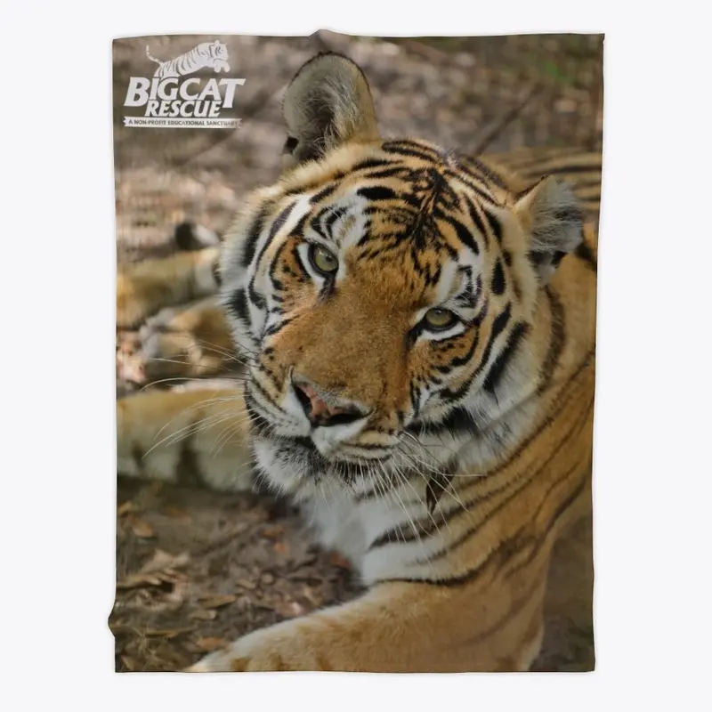 Picture Perfect Jasmine the Tiger