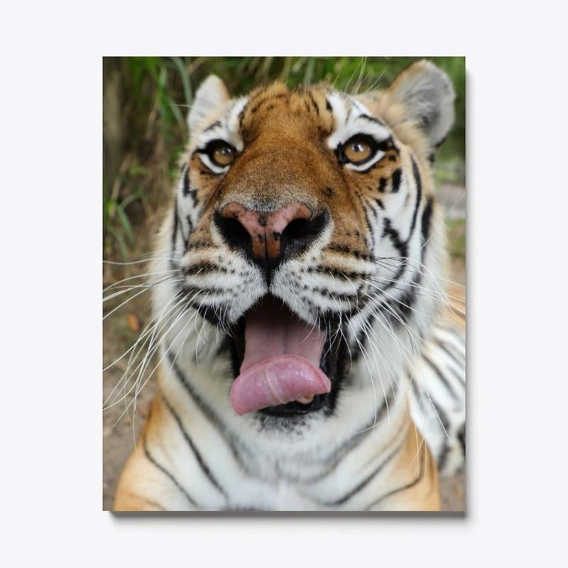 Picture Perfect Kali Tiger