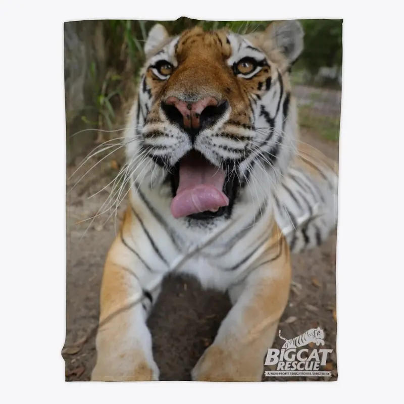 Picture Perfect Kali Tiger