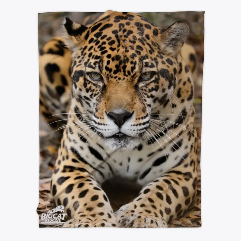 Picture Perfect Manny Jaguar