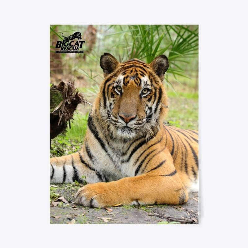 Picture Perfect Max Tiger